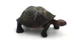 Figurina - Testoasa de desert