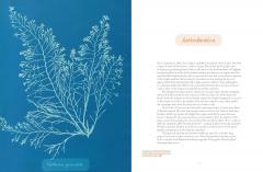 Anna Atkins: Photographer, Naturalist, Innovator