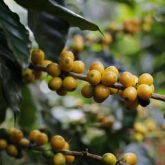 Cafea boabe - Nicaragua Santa Maria Natural