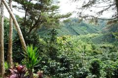 Cafea boabe - Nicaragua Santa Maria Natural