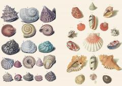 The Curious Collections Sticker Book