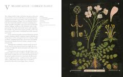 Art of Botanical Painting