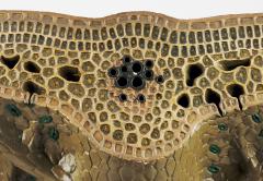 Models - Matei Bejenaru