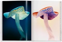 The Gourmand's Mushroom