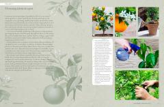 The Kew Gardener's Guide to Growing Fruit