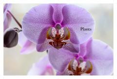 The Kew Gardener's Guide to Growing Orchids