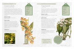 The Kew Gardener's Guide to Growing Orchids