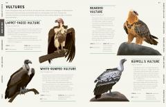 Encyclopedia of Birds