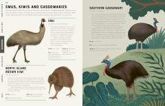 Encyclopedia of Birds