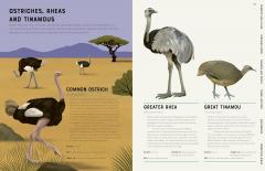 Encyclopedia of Birds
