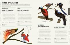 Encyclopedia of Birds