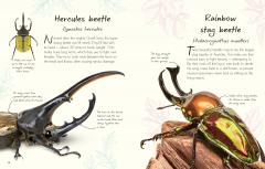 An Anthology of Beetles