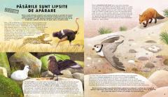 Tot ce stii despre pasari este GRESIT!