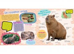 Capibara, cel mai dragut animal din lume