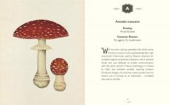 The Curator's Collection: An A to Z of Fungi