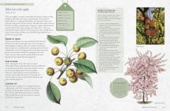 The Kew Gardener's Guide to Growing Trees