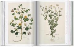 Leonhart Fuchs.The New Herbal
