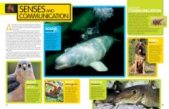 Animal Encyclopedia