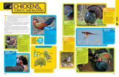 Animal Encyclopedia