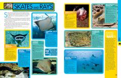 Animal Encyclopedia
