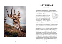 The History Trees