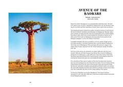 The History Trees