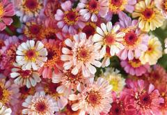 Floramama