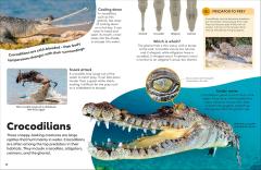 Reptiles