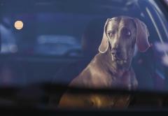 New Photography of the Dog