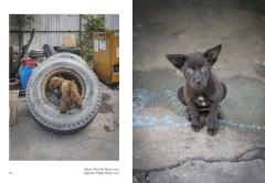 New Photography of the Dog