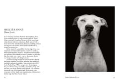 New Photography of the Dog