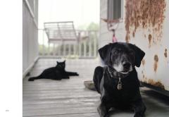 New Photography of the Dog