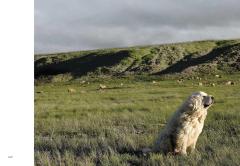 New Photography of the Dog