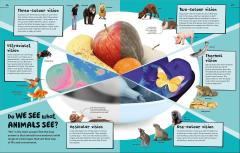 An Excellent Encyclopedia of Your Senses