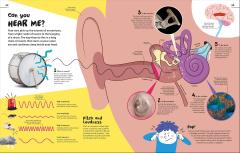 An Excellent Encyclopedia of Your Senses