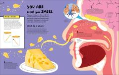 An Excellent Encyclopedia of Your Senses