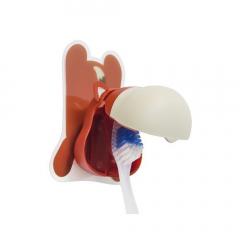 Suport pentru periuta de dinti - Fox