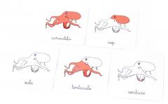 Lectii Montessori. Zoologie. Nevertebrate