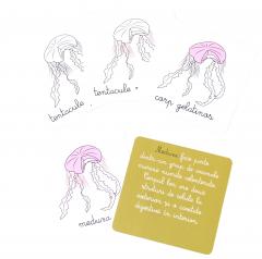 Lectii Montessori. Zoologie. Nevertebrate